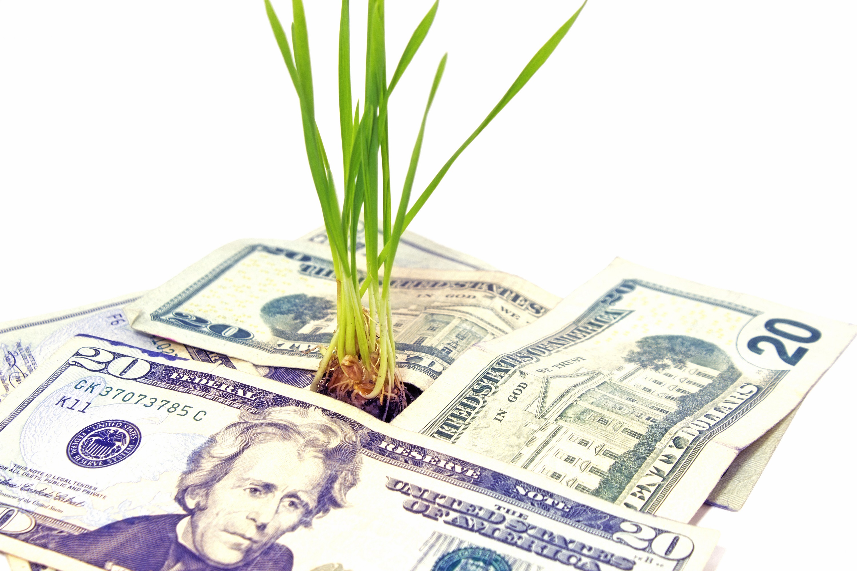 plant grows money plant grows money